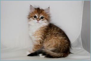 Female Siberian Kitten from Deedlebug Siberians